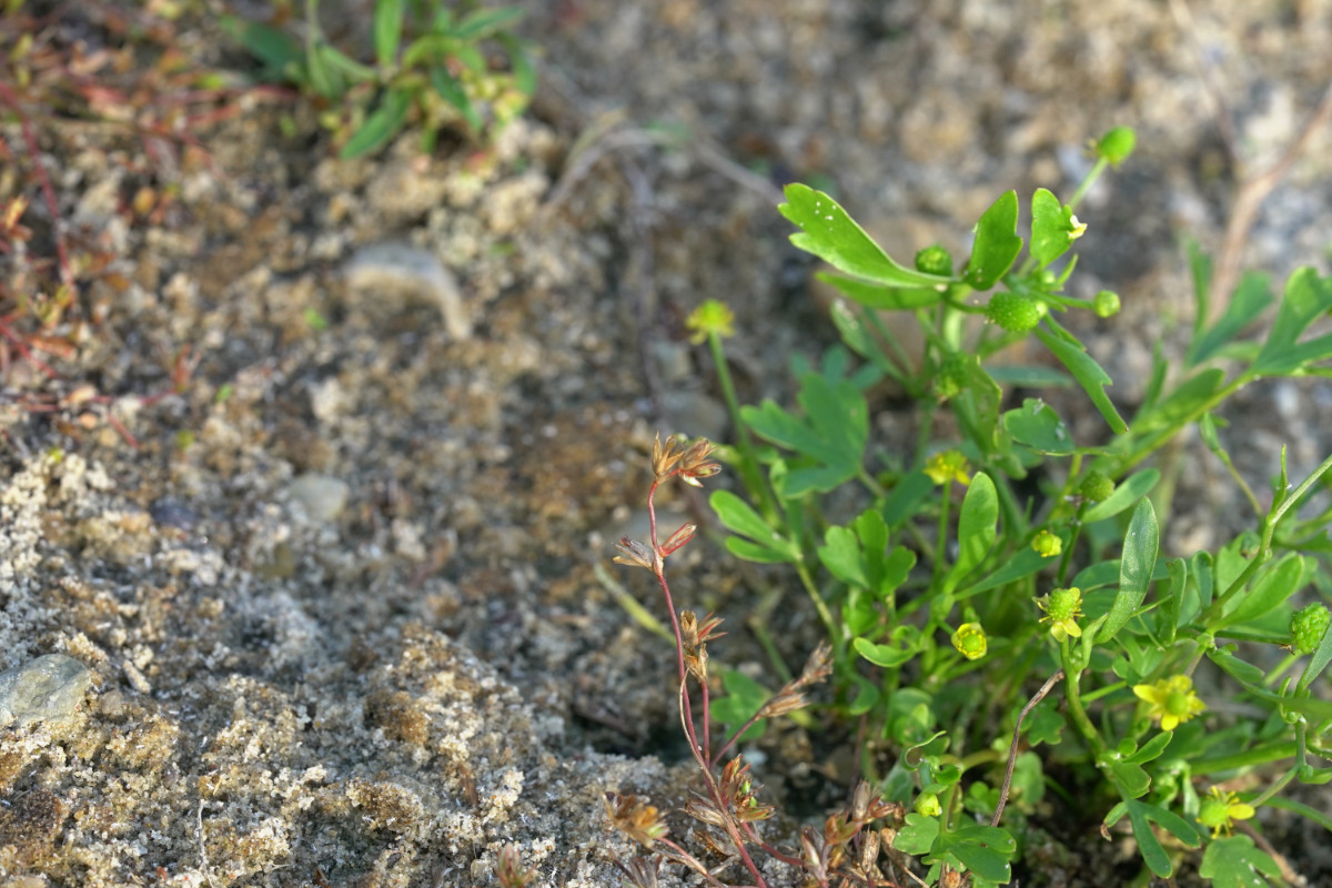 DSC05910.JPG