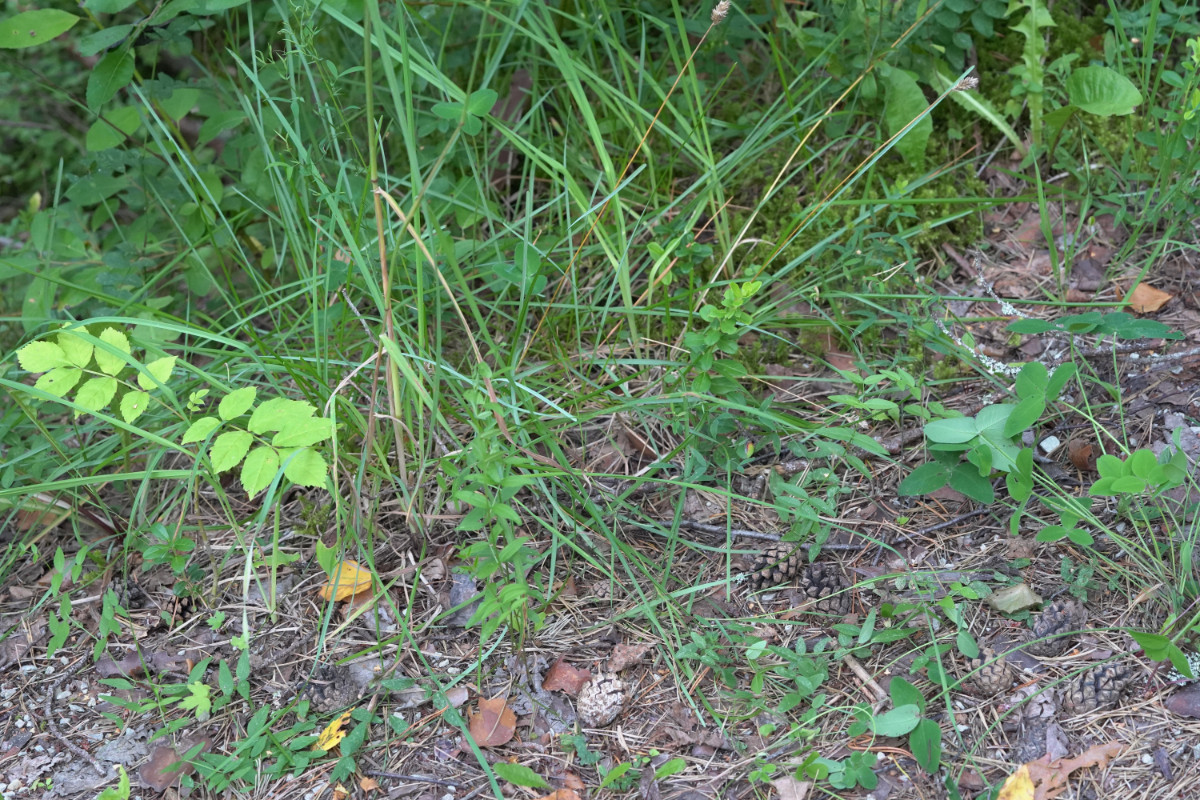 DSC05704.JPG