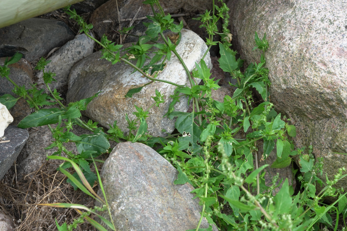 DSC06200.JPG