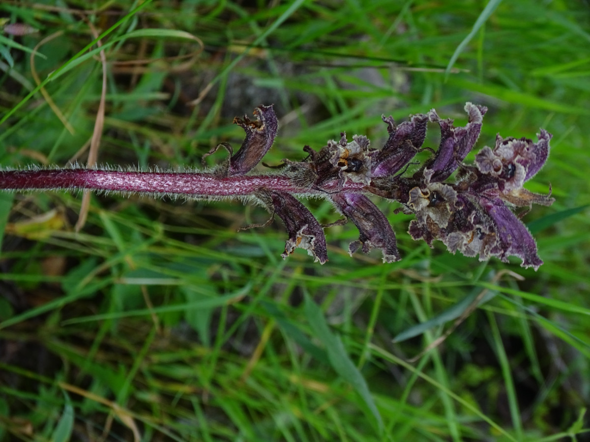 Orobanche owerinii.JPG