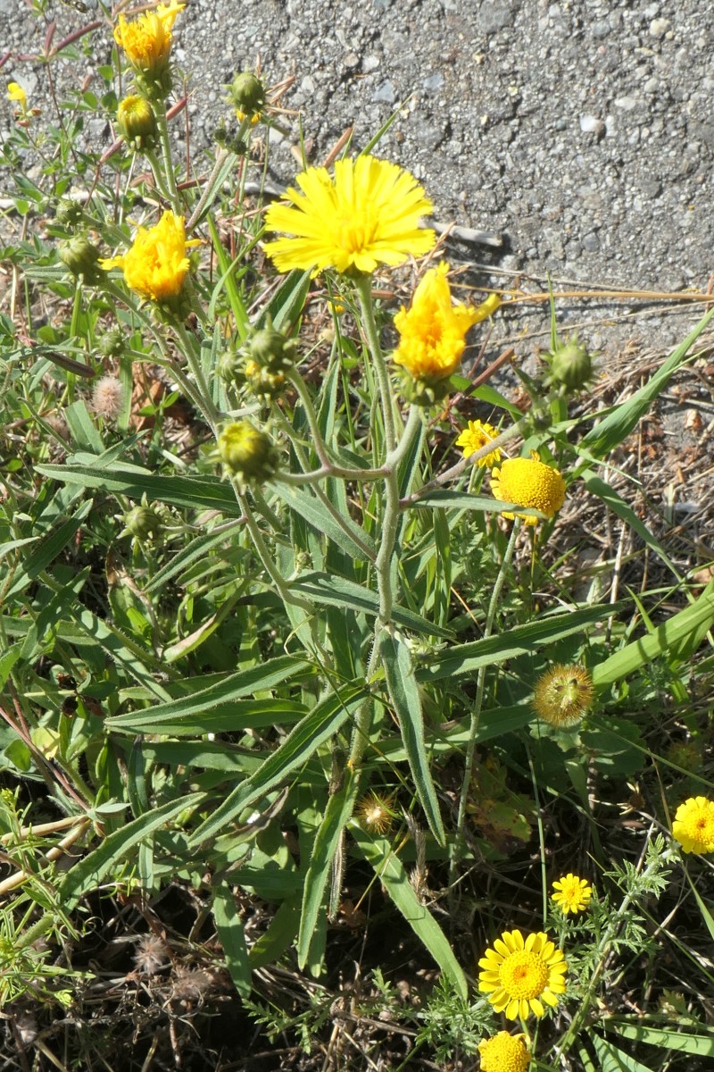 Hieracium Baltschiedertal 2024-08-12 - Kopie.JPG