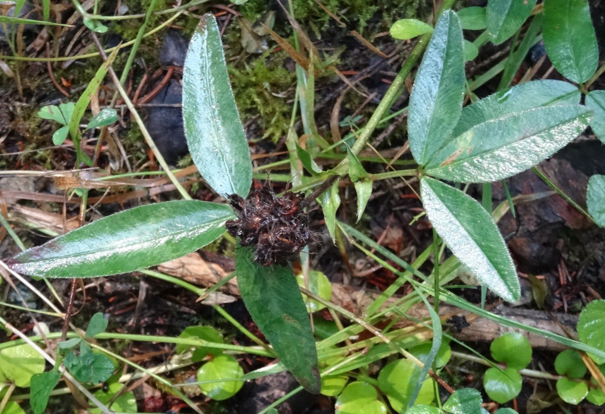 (2) Verzweigung mit Frucht.JPG