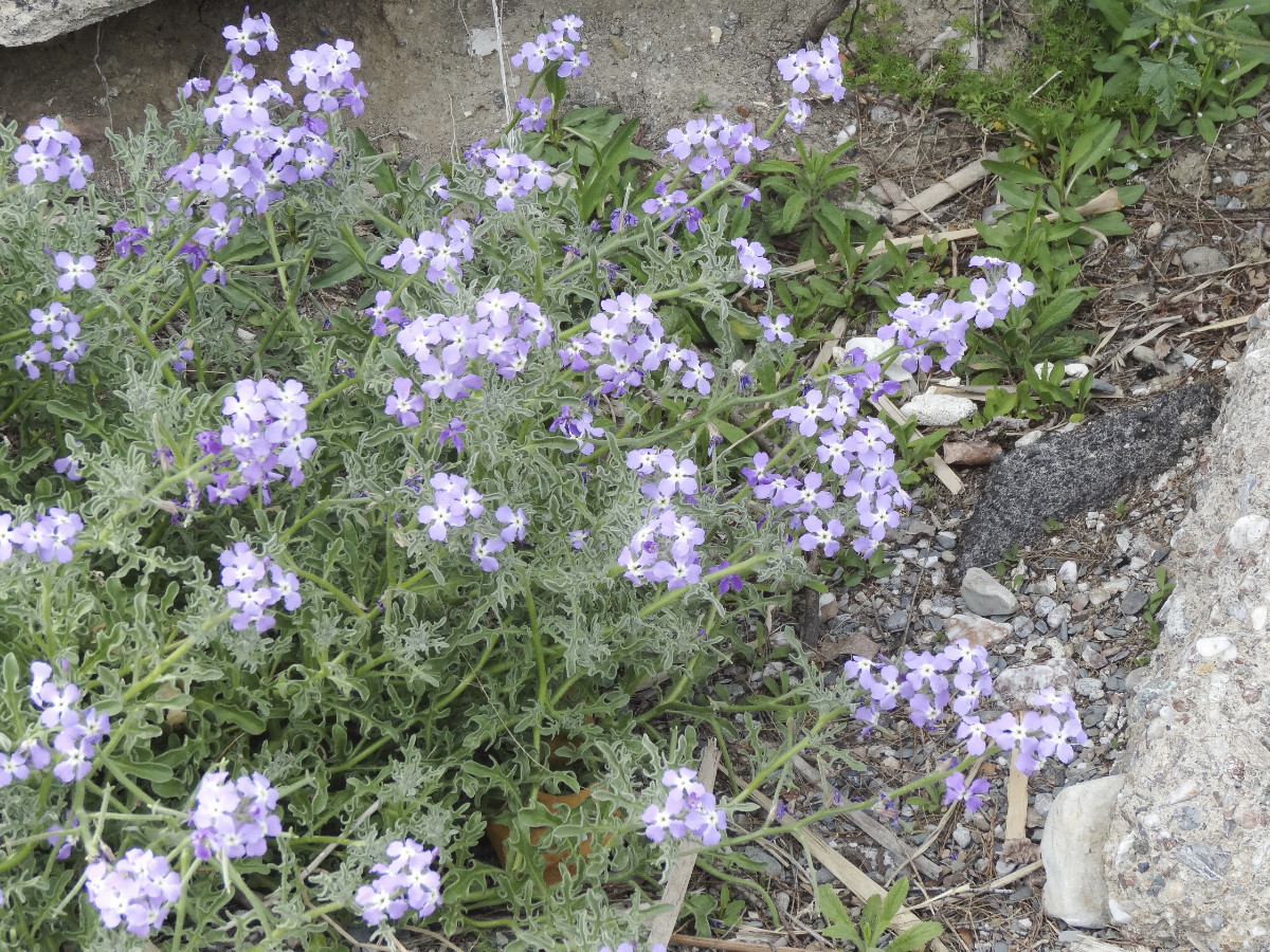 DSC09500.jpg