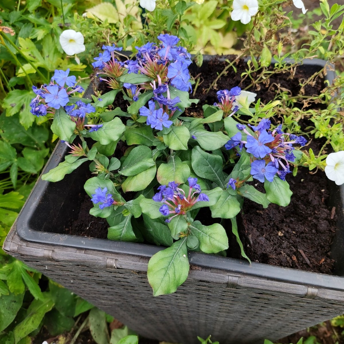 Garten Lüneburg.jpg