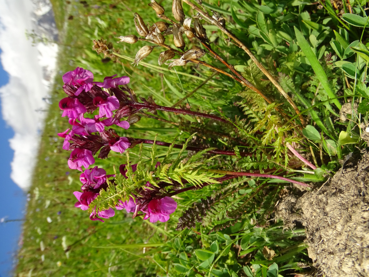 Pedicularis nordmanniana.JPG