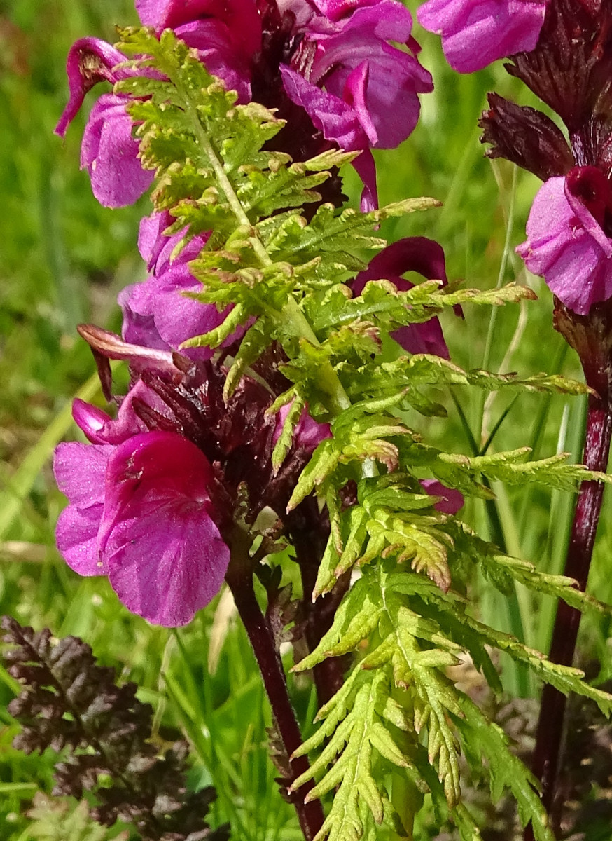 Pedicularis nordmanniana1.jpg