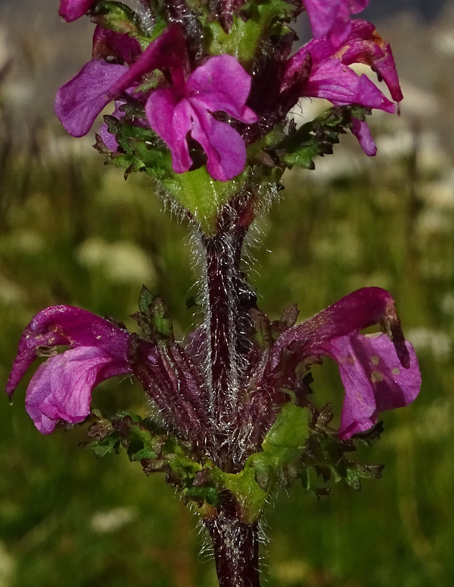 Pedicularis2.jpg