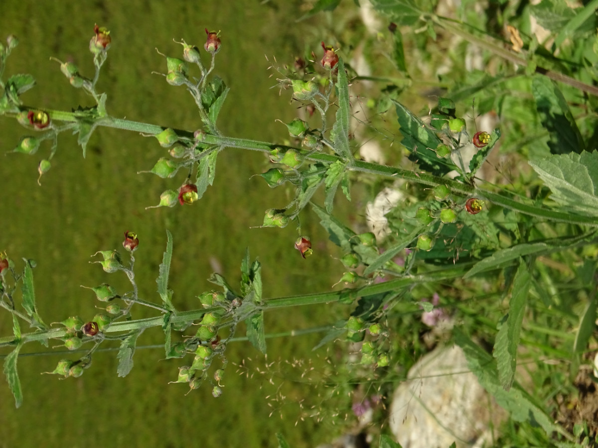 Scrophularia (1).JPG