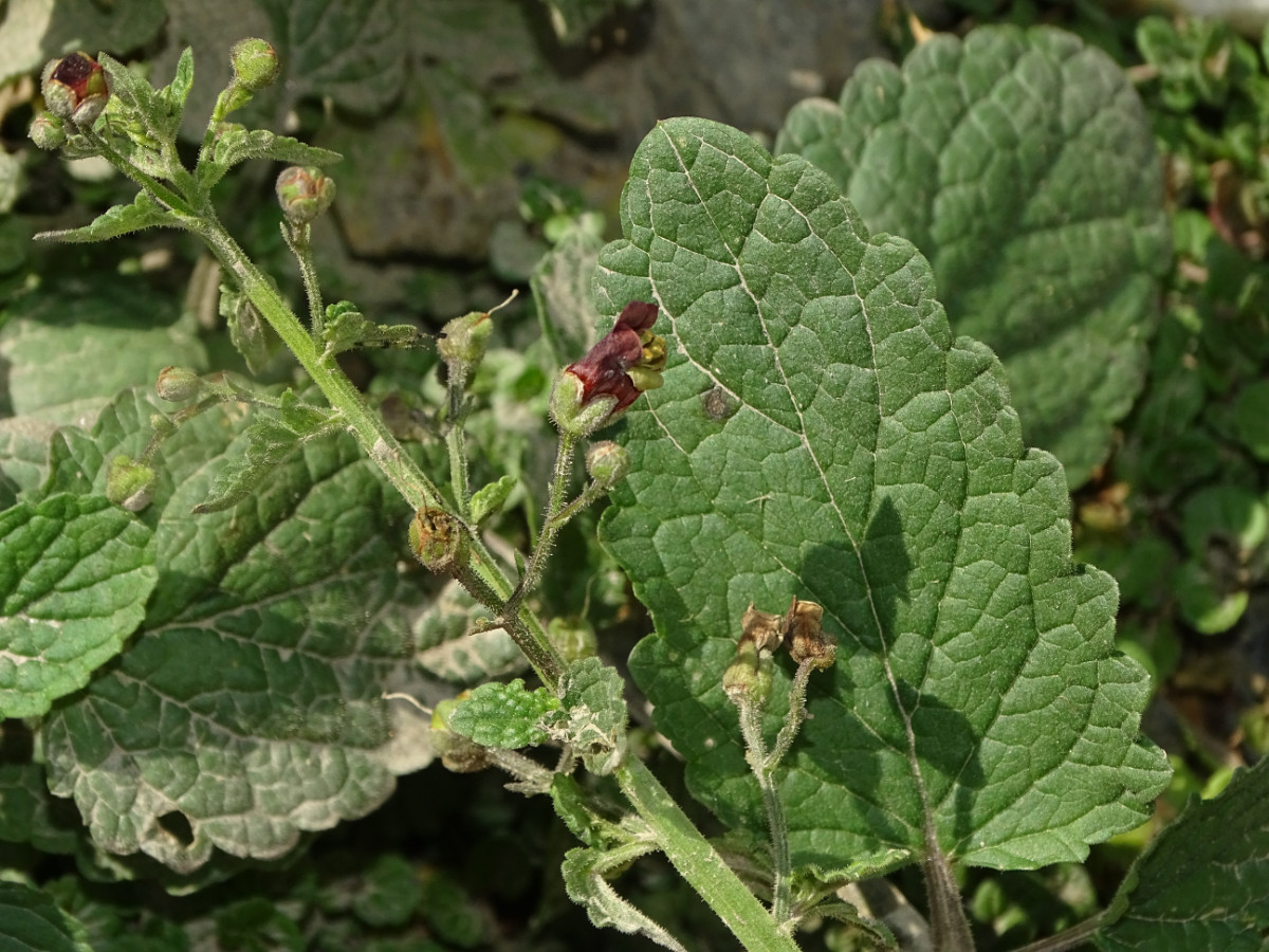 Scrophularia (2).JPG