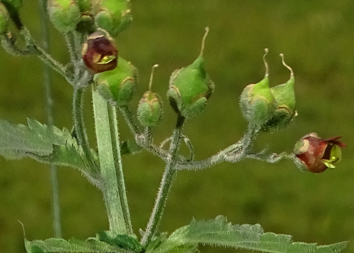 Scrophularia (3).JPG