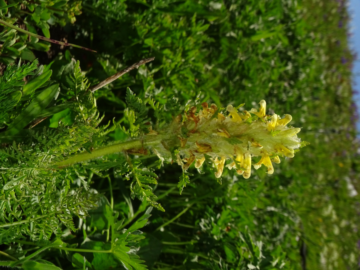 Pedicularis2.JPG