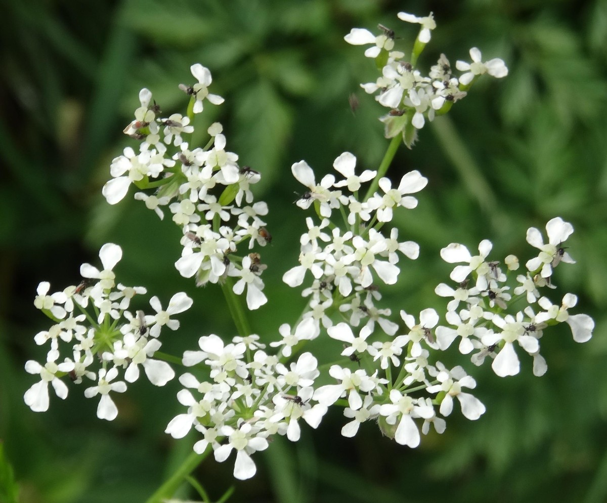 (2) Blüten.JPG