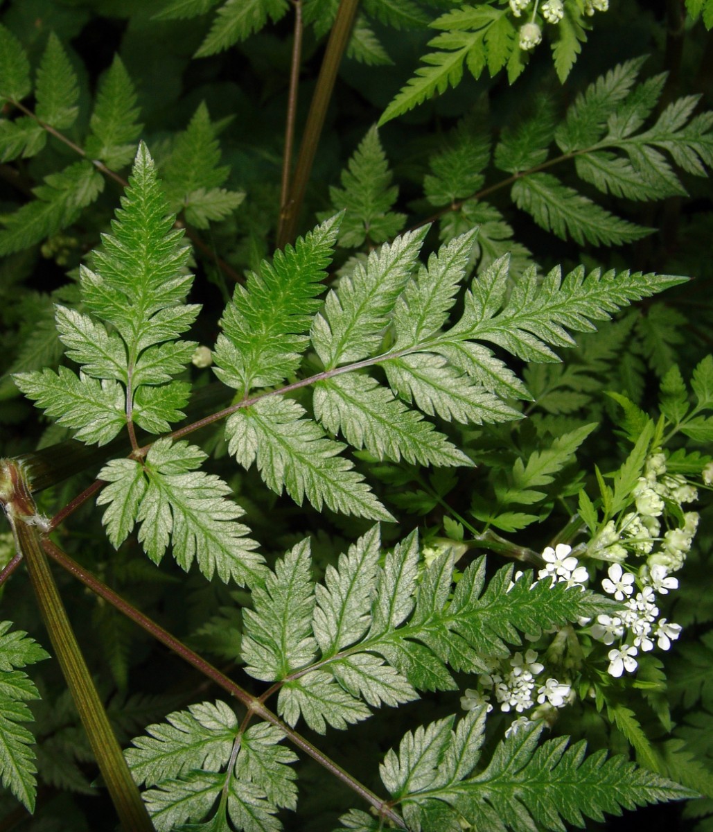 Anthriscus nitida x DeggenreuscherWald Hüfingen G4.jpg
