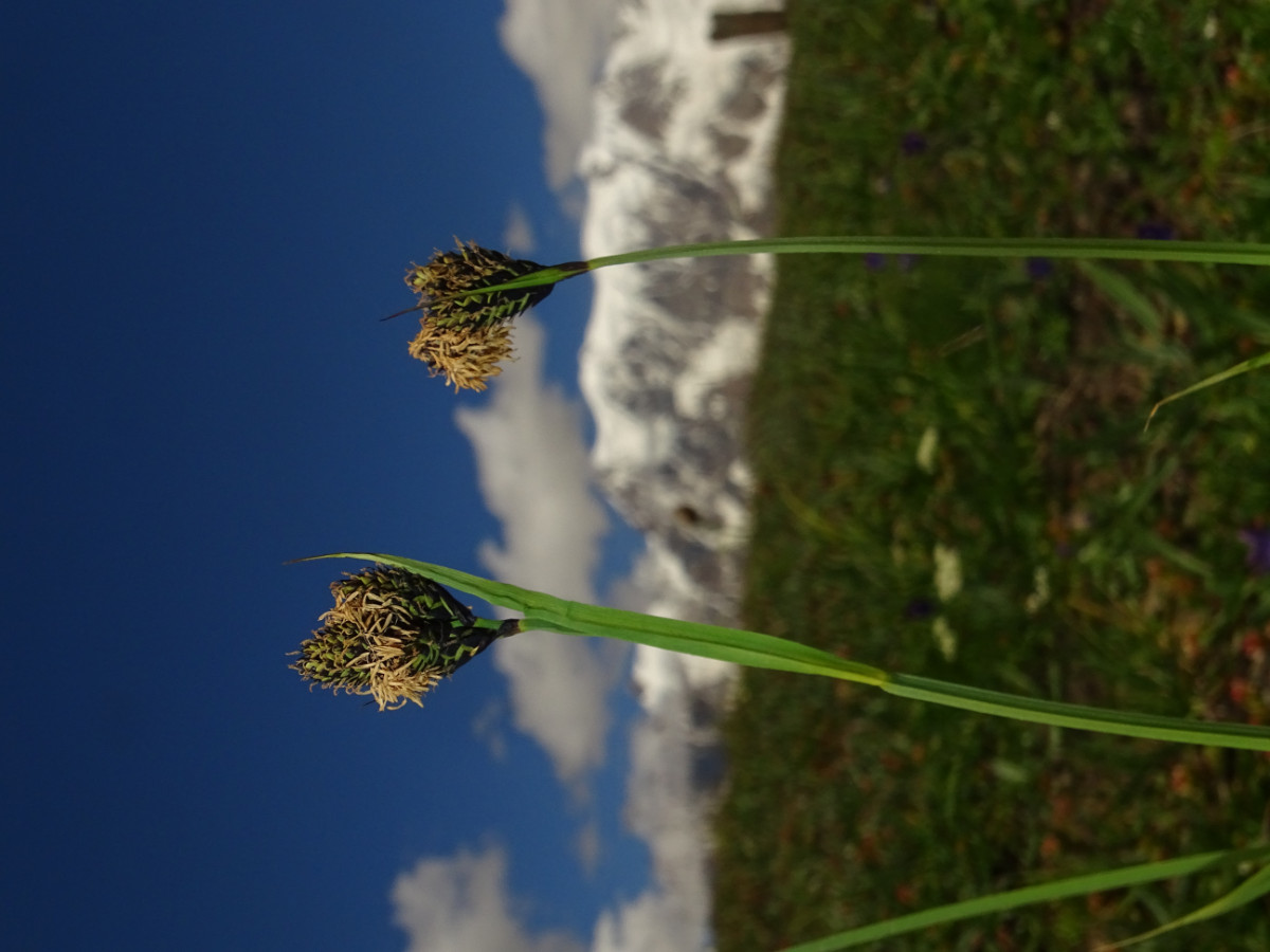 DSC00331.JPG