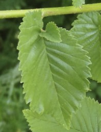 Ulmus.jpg