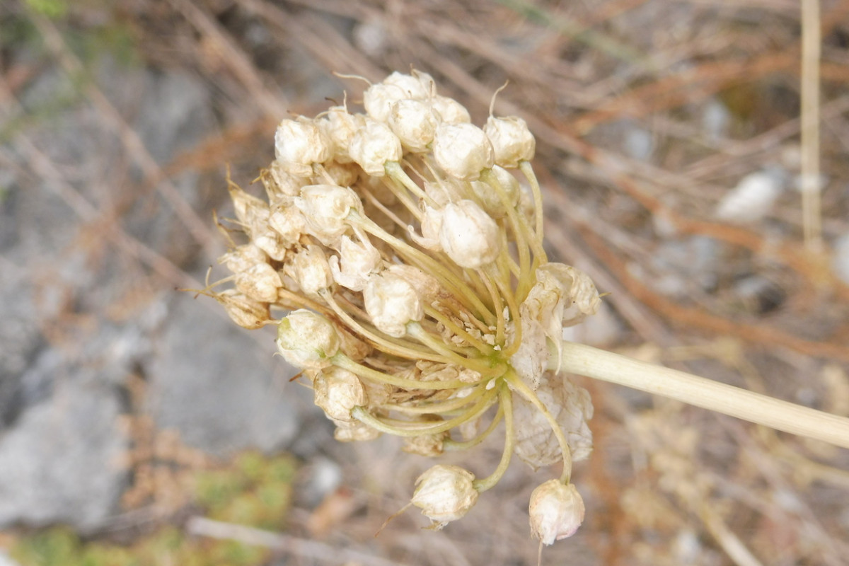 Allium 2.JPG