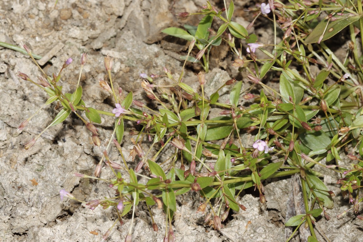 Lindernia procumbens S Elchesheim A06.jpg