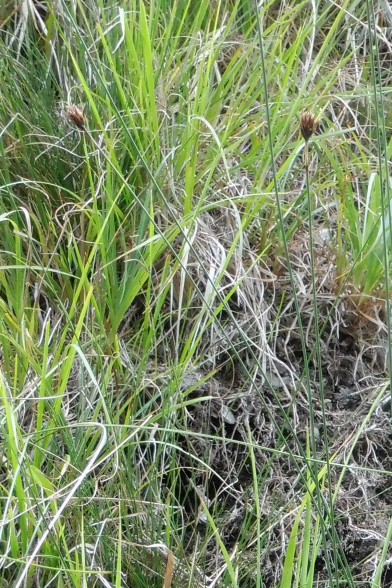 Schoenus nigricans 1.JPG