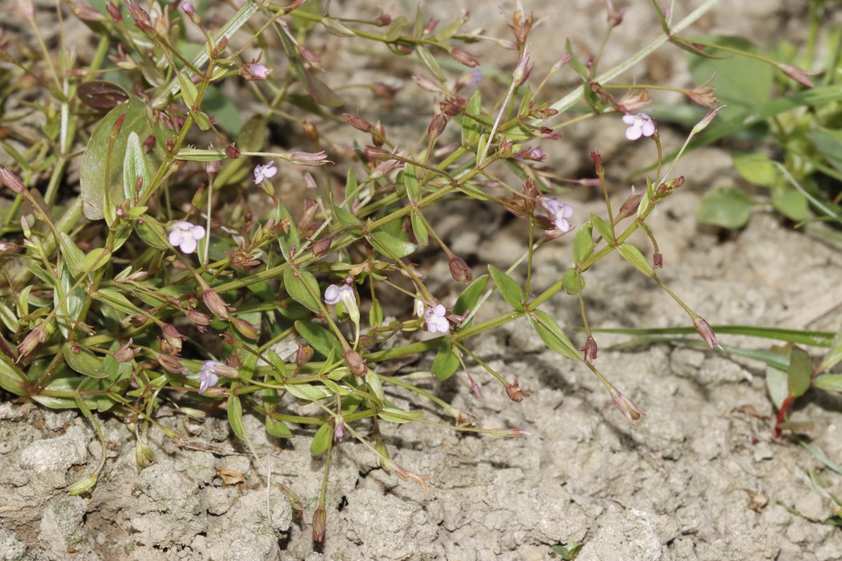 Lindernia procumbens S Elchesheim A15.jpg