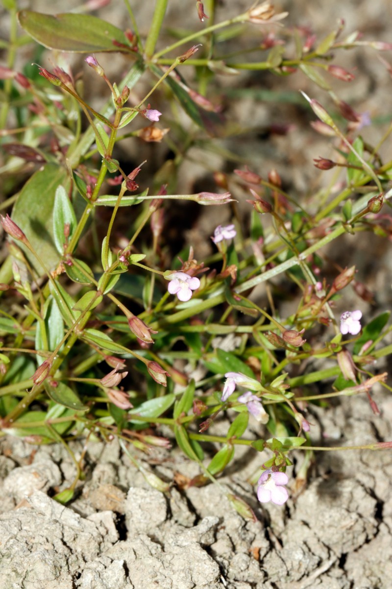 Lindernia procumbens S Elchesheim A11.jpg