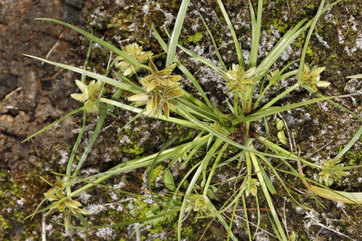 Cyperus flavescens Daxlanden Fritschlach A01.jpg
