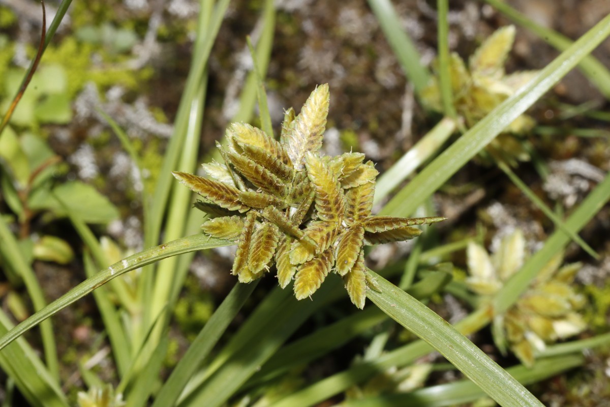 Cyperus flavescens Daxlanden Fritschlach A04.jpg