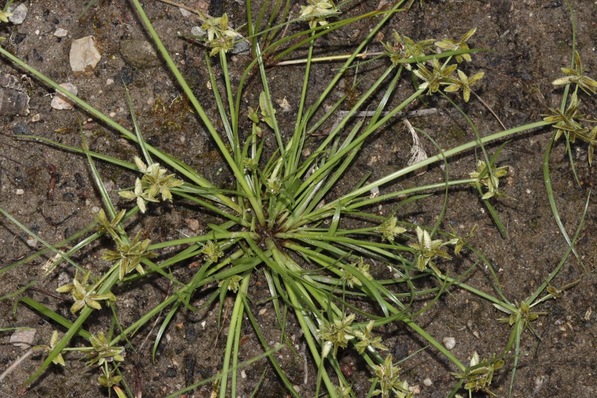 Cyperus flavescens Daxlanden Fritschlach A07.jpg