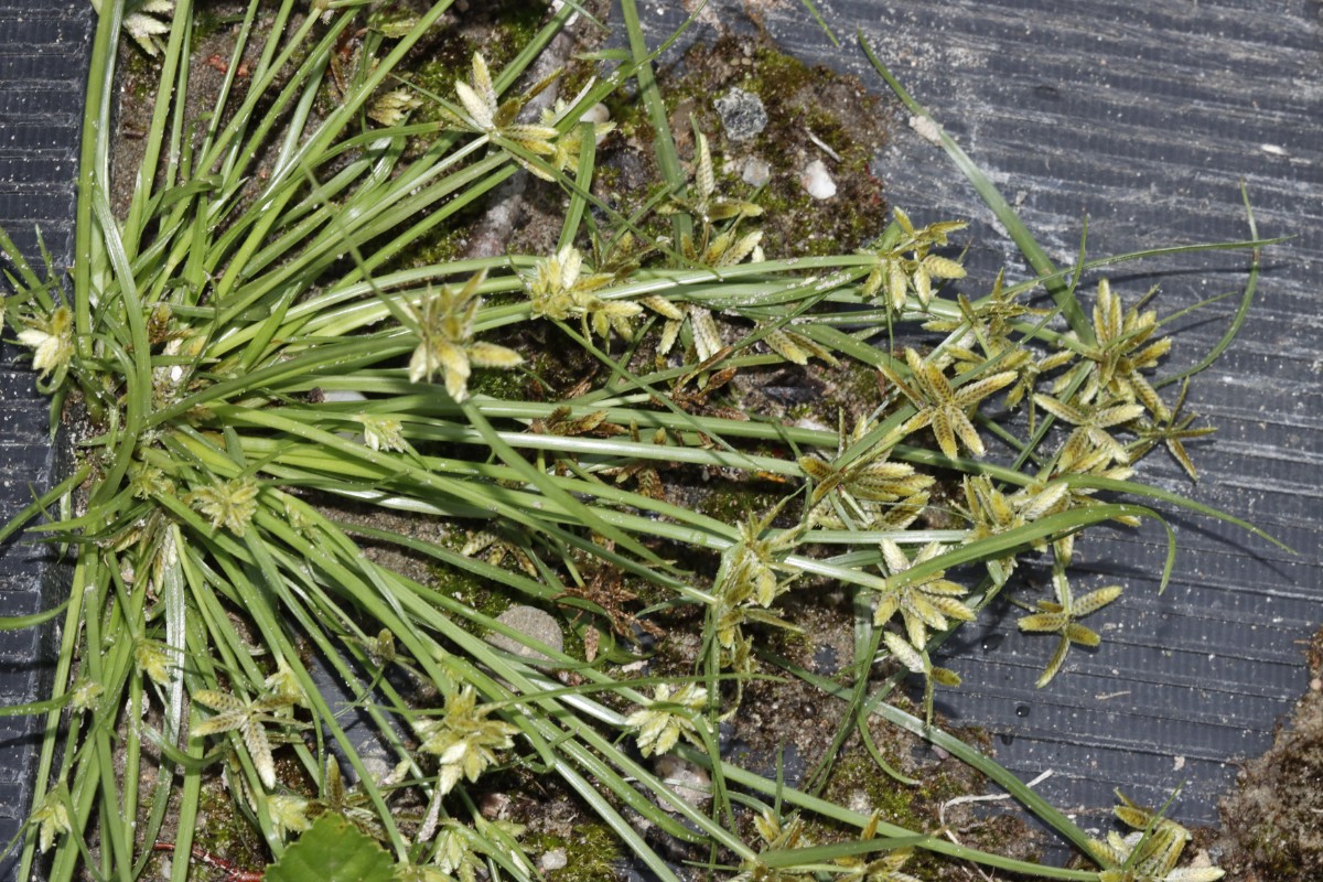 Cyperus flavescens Daxlanden Fritschlach A08.jpg