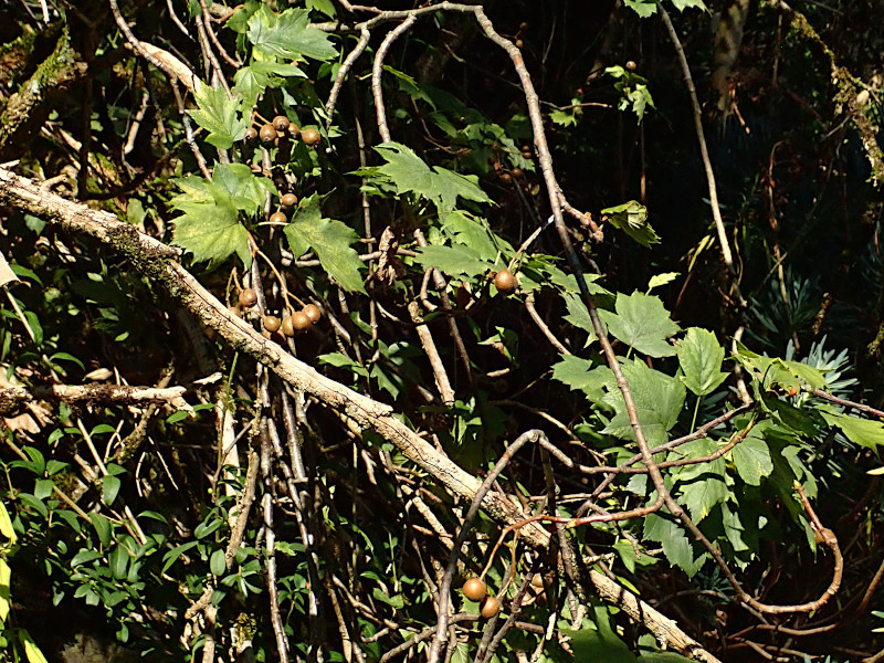 Sorbus torminalis (Torminalis glaberrima)-a_07-2024.jpg