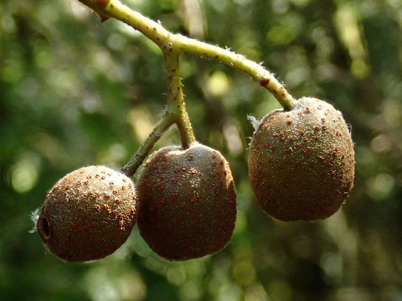 Sorbus torminalis (Torminalis glaberrima)-b_07-2024.jpg