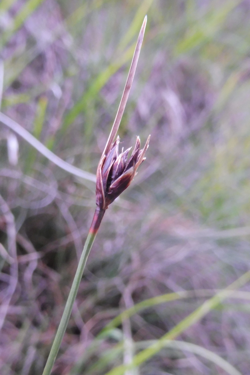 Schoenus nigricans 2.JPG