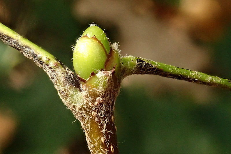 Sorbus torminalis (Torminalis glaberrima)-c_07-2024.jpg