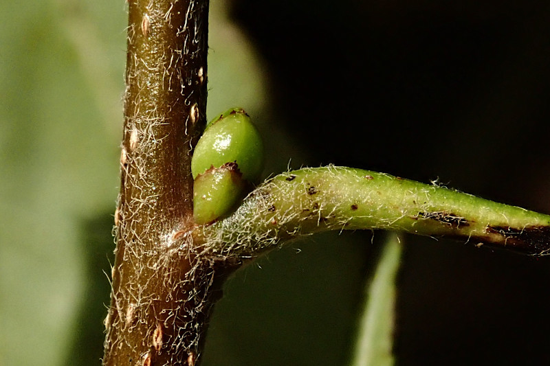 Sorbus torminalis (Torminalis glaberrima)-d_07-2024.jpg