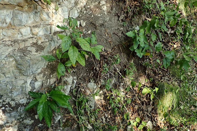 2 Sorbus aria (Aria edulis) links  + Sorbus torminalis (Torminalis glaberrima) rechts_08-2024.jpg