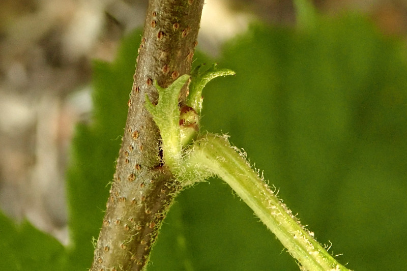 Sorbus torminalis (Torminalis glaberrima)-2b_08-2024.jpg