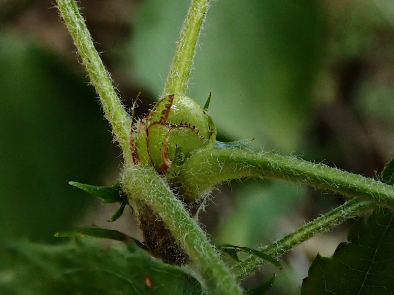Sorbus torminalis (Torminalis glaberrima)-2d_08-2024.jpg