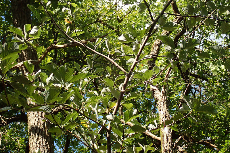 Sorbus aria (Aria edulis)-a_08-2024.jpg