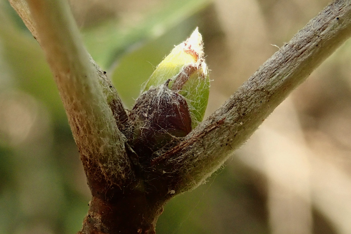 Sorbus aria (Aria edulis)-b_08-2024.jpg