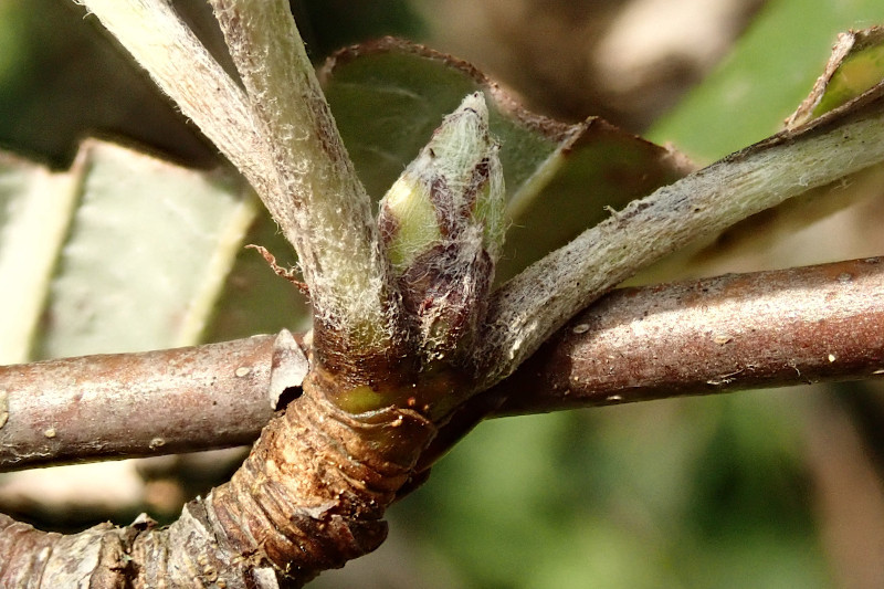 Sorbus aria (Aria edulis)-c_08-2024.jpg