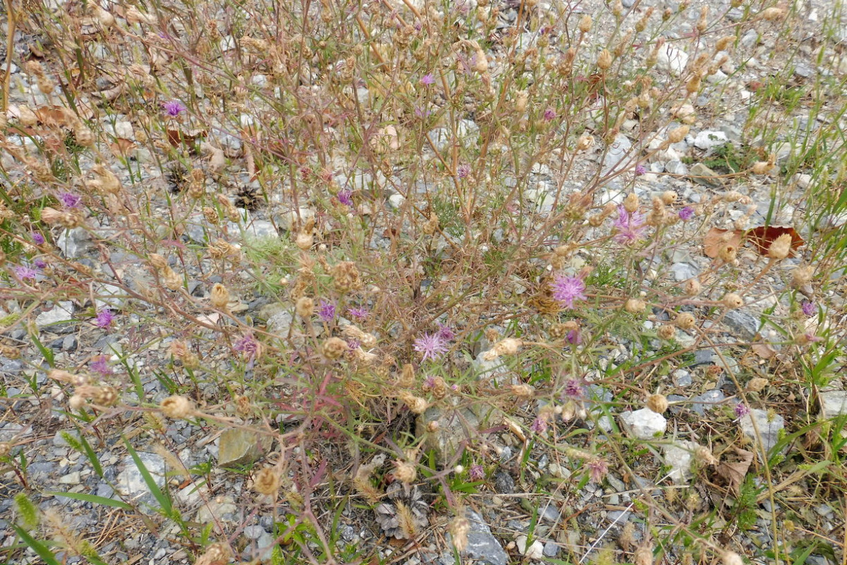 Centaurea paniculata 1.JPG