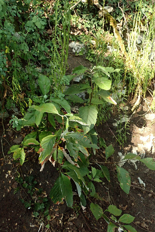 Sorbus-3a_08-2024.jpg