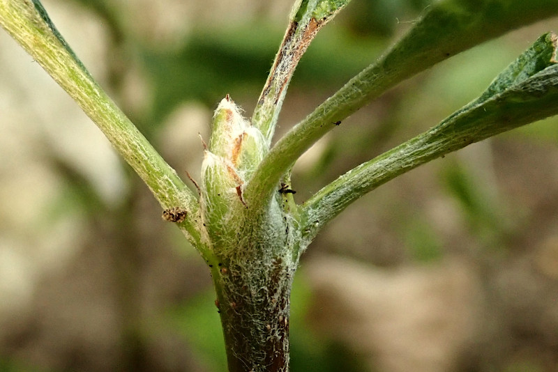 Sorbus-3c_08-2024.jpg