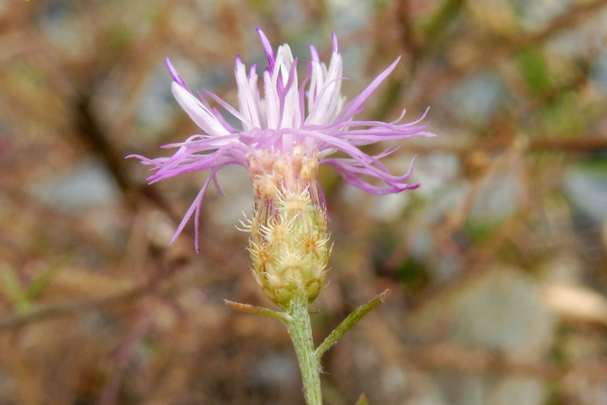 Centaurea paniculata 2.JPG