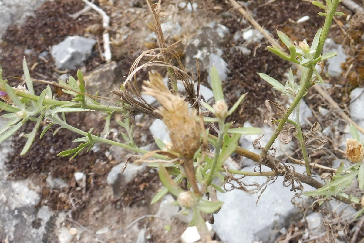 Centaurea paniculata 3.JPG