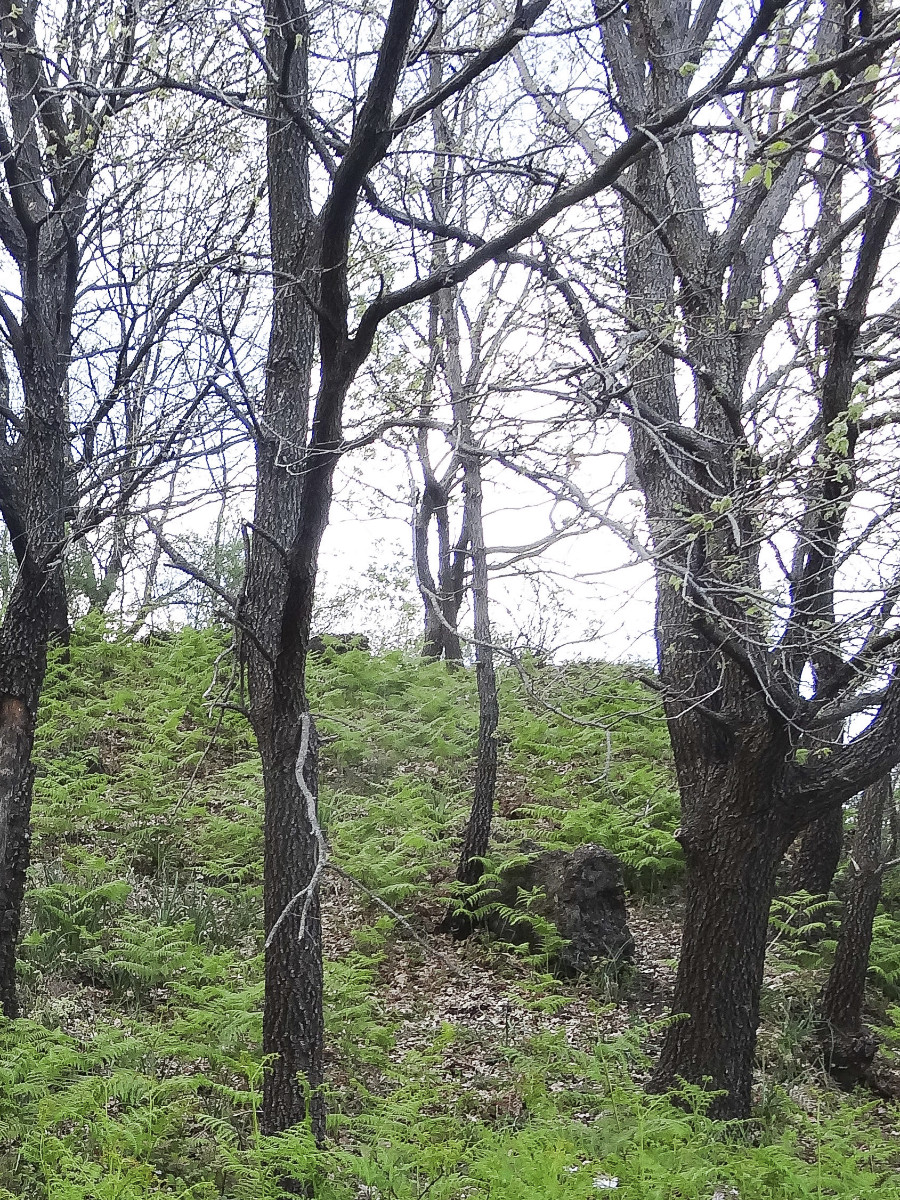 DSC09739.jpg