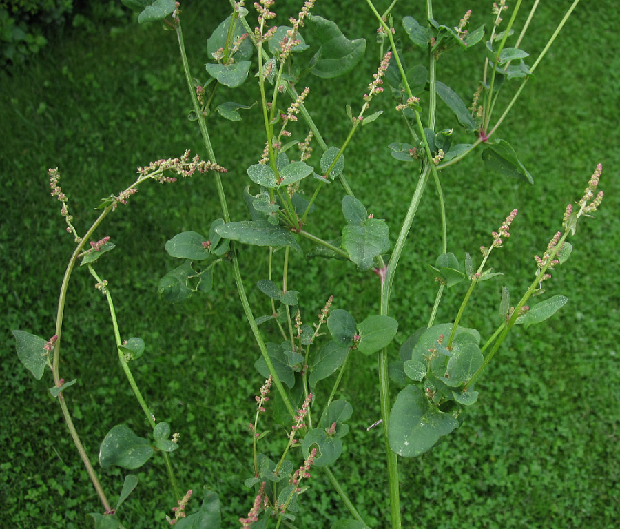 chenopodiaceae_2024-08-20 (2).jpg