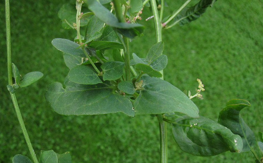 chenopodiaceae_2024-08-20 (3).jpg