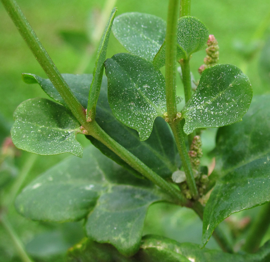 chenopodiaceae_2024-08-20 (4).jpg