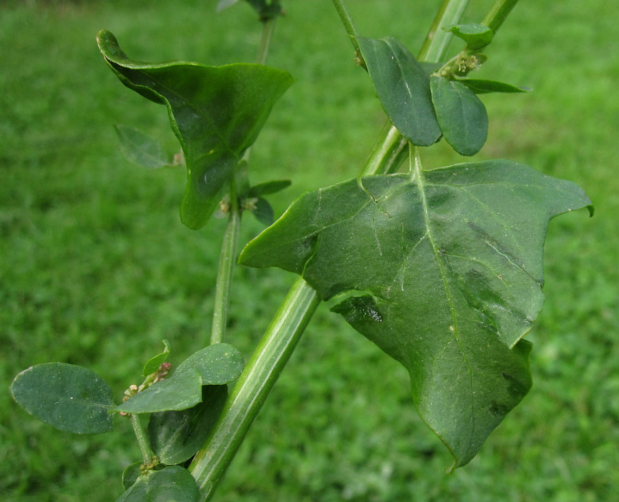 chenopodiaceae_2024-08-20 (5).jpg