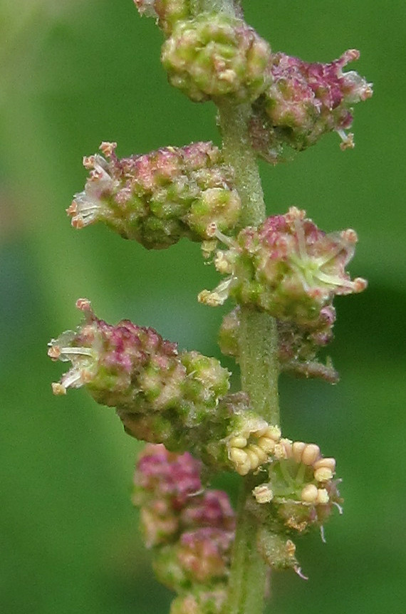 chenopodiaceae_2024-08-20 (8).jpg